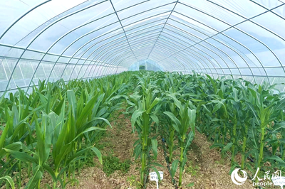 &ldquo;靠&rdquo;好山、&ldquo;吃&rdquo;好海 福建省政協農業農村委開展漁港、種業發展調研