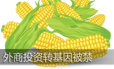 外商進軍種業機制放寬,種子行業擔心的問題快來看看