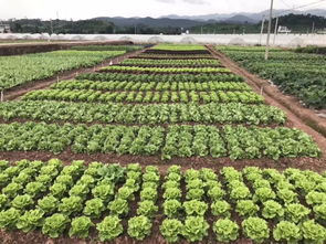 仲夏七月,子龍種業(yè)邀您相聚2018中國云南蔬菜種業(yè)博覽會