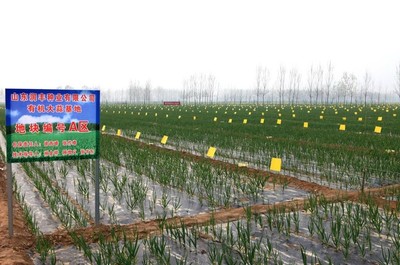 潤豐種業(yè)有機大蒜基地 種業(yè)創(chuàng)新引領綠色農(nóng)業(yè)發(fā)展