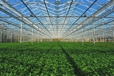 德豐種業加盟條件與要求詳解