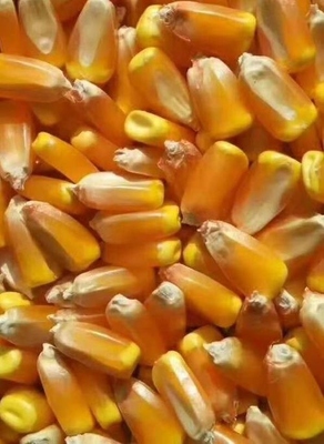 美品6881頁(yè) 種業(yè)創(chuàng)新與現(xiàn)代農(nóng)業(yè)的未來(lái)